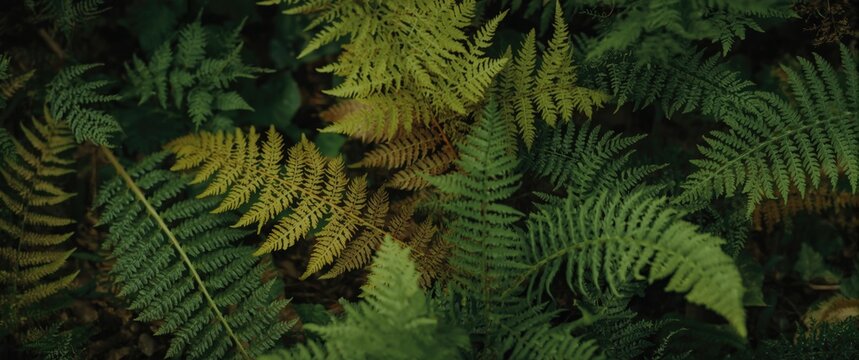 Study of vascular plants with focus on fern species within the pteridophyta category
