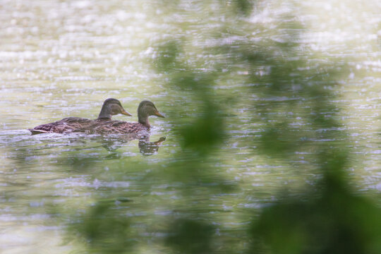 Deux canards colverts juv&eacute;niles nageant c&ocirc;te &agrave; c&ocirc;te sur &eacute;tang lumineux