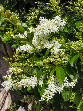 European privet or Ligustrum vulgare, creamy-white flowers with buds and leaves, close up. Ligustrum &times; ibolium or wild privet, deciduous shrub, flowering plant of the family Oleaceae, used for hedging