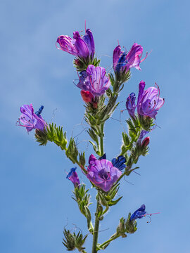 Echium plantagineum flower, against blue sky, close up. Purple violet viper's bugloss or Paterson's curse, in the Boraginaceae family. Have rough, hairy leaves and violet blossoms on branched spike.