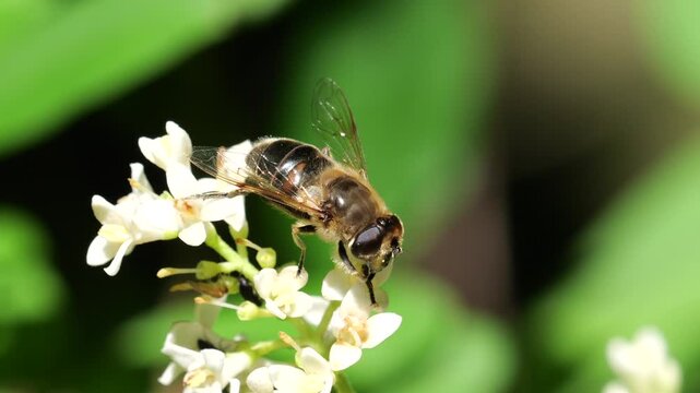 Closeup on a Common drone fly (Eristalis tenax) among wild privet flowers (Ligustrum vulgare), feeding on nectar, in slow motion.