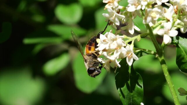 Closeup on a Common drone fly (Eristalis tenax) among wild privet flowers (Ligustrum vulgare), feeding on nectar, in slow motion.
