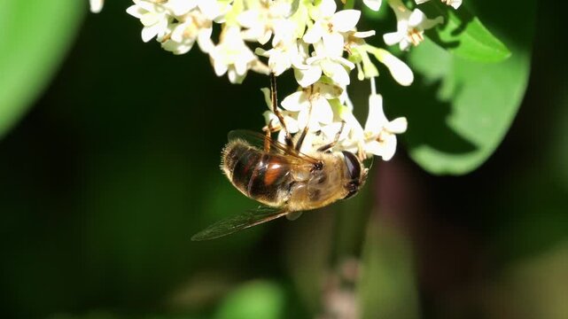 Closeup on a Common drone fly (Eristalis tenax) among wild privet flowers (Ligustrum vulgare), feeding on nectar, in slow motion.