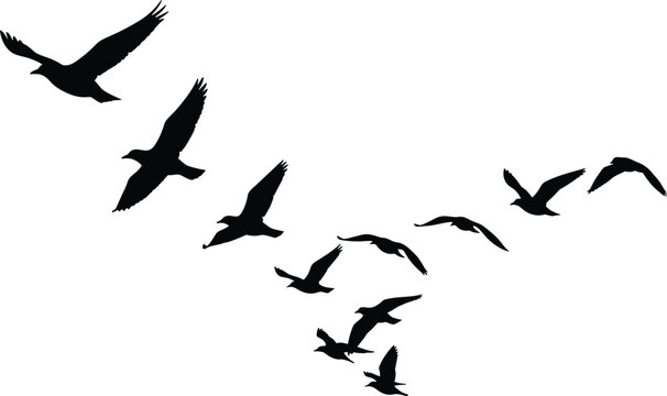 Ten bird silhouettes flying in classic V‑shaped formation against clean white background highlighting migration, aerodynamic efficiency, teamwork, motion, and natural coordination