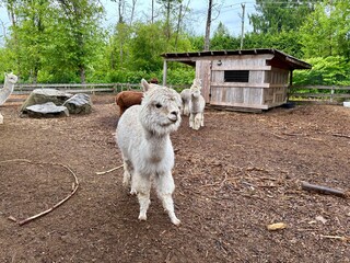 Obraz premium Close Up of Cute White Alpaca Walking Forward, Fluffy Domestic Camelid Looking at Camera in Petting Zoo, Countryside Farm Paddock and Animal Shelter Background
