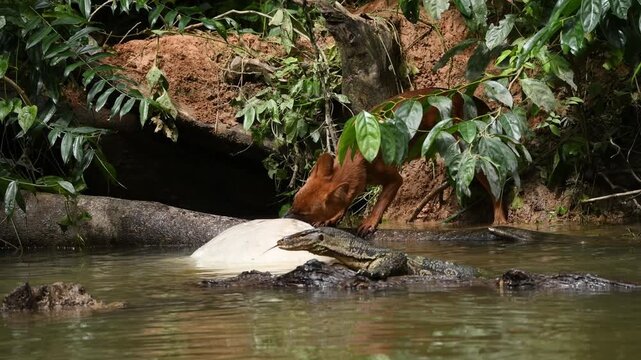 Experience a rare and intense moment in the wild as a pack of young Dholes (Cuon alpinus), or Asian Wild Dogs, encounter a large Water Monitor (Varanus salvator) while scavenging on a Sambar Deer 