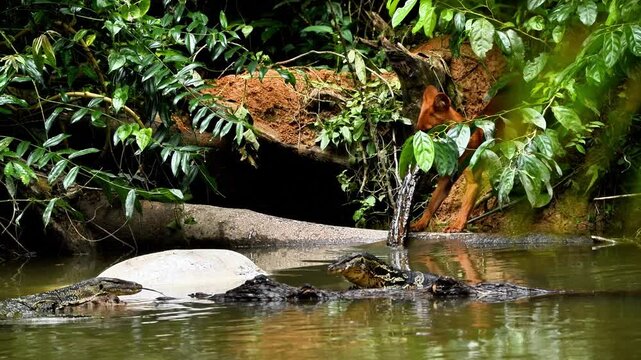 Experience a rare and intense moment in the wild as a pack of young Dholes (Cuon alpinus), or Asian Wild Dogs, encounter a large Water Monitor (Varanus salvator) while scavenging on a Sambar Deer 