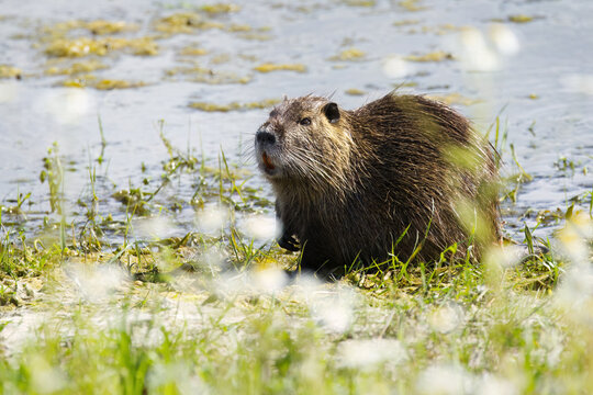 Nutria surrounded by wildflowers, the nutria's long whiskers, a lake in the background, nutria on a wildflower meadow by the shore, blue lake, sunny day and rodent on the shore, Myocastor coypus