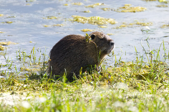 Nutria in a meadow surrounded by tall stalks, lake with algae in the background, nutria on a wildflower meadow by the shore, blue lake, rodent on the shore, Myocastor coypus