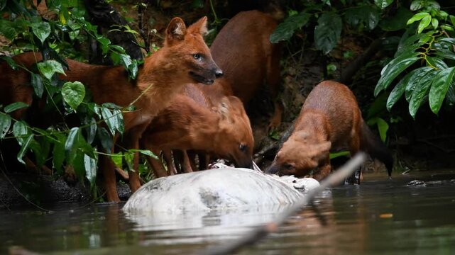 Experience a rare and intense moment in the wild as a pack of young Dholes (Cuon alpinus), or Asian Wild Dogs, encounter a large Water Monitor (Varanus salvator) while scavenging on a Sambar Deer 