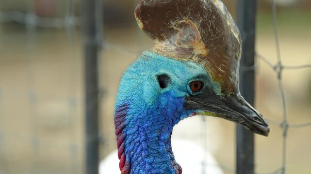 The cassowary (often simply called a cassowary) is a large, flightless bird with a prehistoric appearance