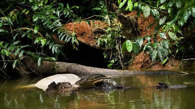 Experience a rare and intense moment in the wild as a pack of young Dholes (Cuon alpinus), or Asian Wild Dogs, encounter a large Water Monitor (Varanus salvator) while scavenging on a Sambar Deer 