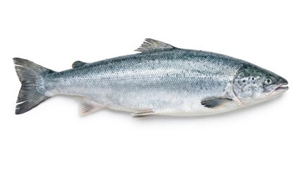 Fototapeta premium Fresh Whole Raw Atlantic Salmon Fish Isolated on White Background