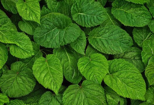 Beautiful green leaf background close up with vibrant veins