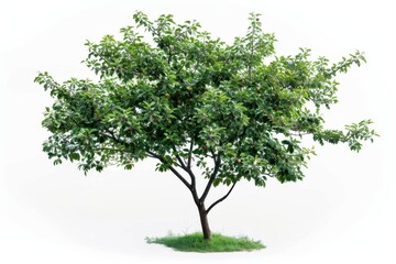 Obraz premium Apple tree on a white background, photo 