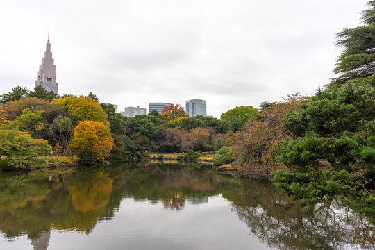  Japanese Garden at Shinjuku gyoen in Tokyo, Japan