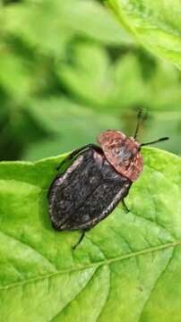 Red-breasted carrion beetle oiceoptoma thoracicum sitting on a green leaf in the forest 4k vertical video