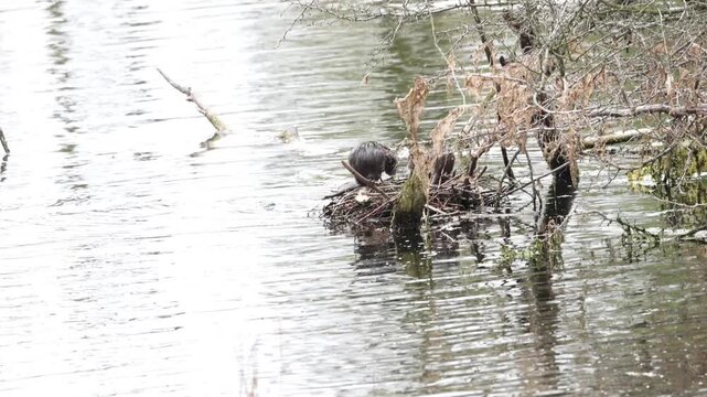 A family of coypus in a shallow lake with a burrow filled with branches; coypus inside the burrow and one swimming in the lake; a coypu grooming its brown fur, whiskers of the rodent; Myocastor coypus