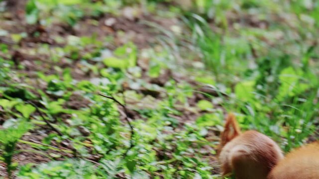 Fast moving red squirrel running across grass and soil covered with leaves and small plants