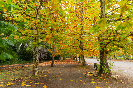 The avenue of two rows of London Plane trees at the Shinjuku Gyoen, National Garden, Japan.