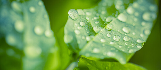 Fresh green leaf with water droplets macro. Natural background and organic texture closeup. Tropical foliage with morning dew detail. Inspirational botanical design backdrop for ecology and wellness © icemanphotos
