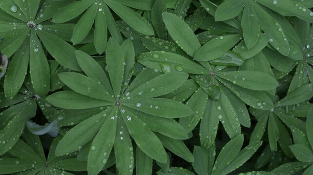 water drops on green leaves summer natural background