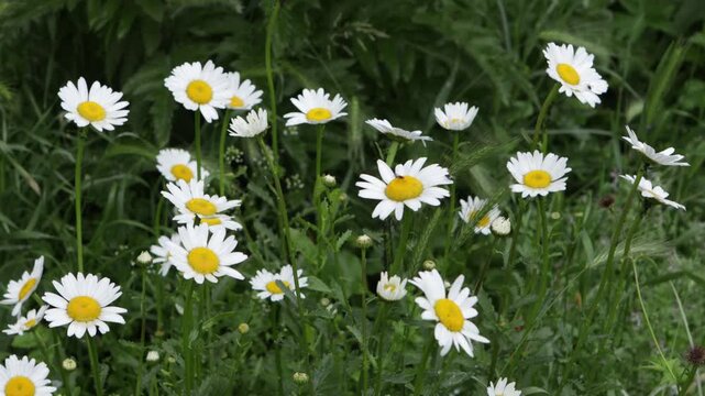 chamomile flowers in green meadow nature landscape