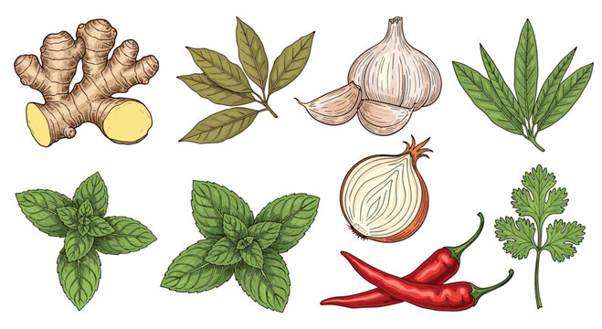 Hand drawn collection of common herbs and spices including ginger, garlic, onion, chili peppers, and various green leaves.