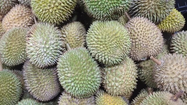 Close up of fresh green durian fruits with sharp thorns piled up at a local market