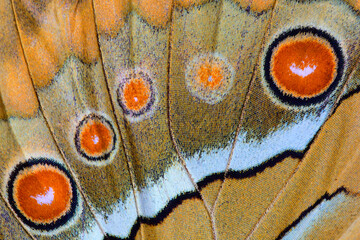 Obraz premium exotic background made of simese junglequeen wing scales with orange spots and black line in oval compilation