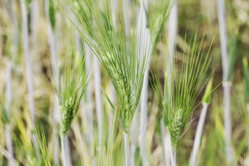 Obraz premium Green barley ears growing in field. Young cereal crop closeup. Farming and food production concept. Natural grain plants with soft rural background. Agriculture growth in spring season.