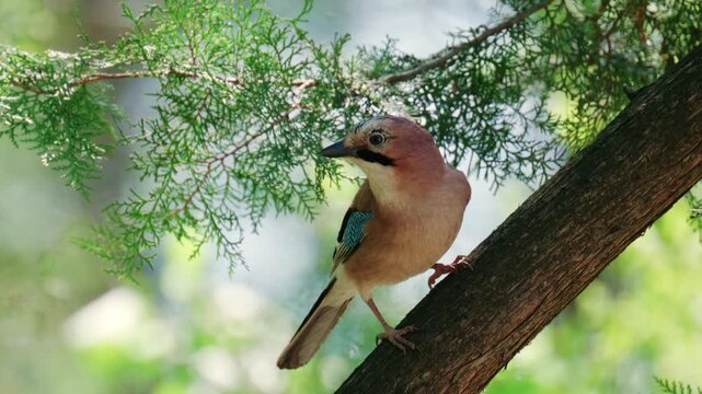 Eurasian jay perched on a tree branch under green foliage