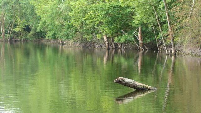 idyllic pond landscape with a tree stump in the water, calm water surface, green reflection, tranquil lake landscape with soft water surface, trees in the background, insects buzzing around