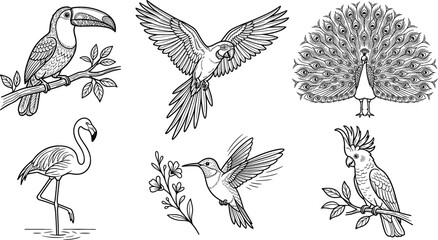 Tropical Birds Black and White Woodcut Vector Illustration Set Featuring Toucan, Flying Macaw, Peacock, Flamingo, Hummingbird, and Cockatoo on Branches © MdMohsin