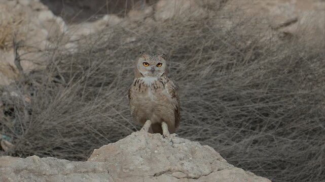 Lone owl perches atop a rocky outcrop. Dry grasses surround the rugged terrain. Its eyes glow with quiet intensity. The scene suggests solitude, vigilance, or wilderness. Ideal for nature, wildlife