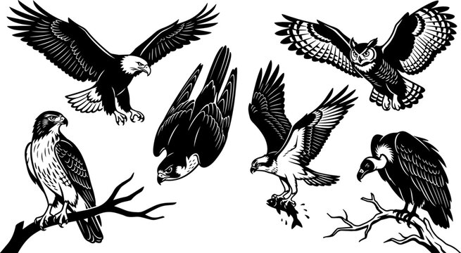 Birds of Prey Black and White Vector Silhouette Set Featuring Bald Eagle, Perched Hawk, Diving Falcon, Osprey Catching Fish, Flying Owl, and Vulture