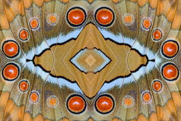 Obraz premium orange spots background made of simese junglequeen wing scales with orange oval and black circle contains white heart