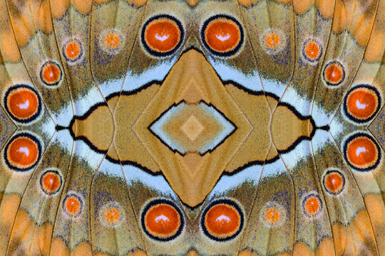 orange spots background made of simese junglequeen wing scales with orange oval and black circle contains white heart