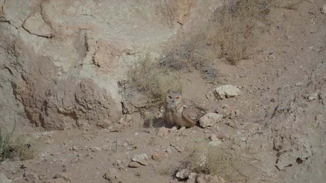 Close up video of a Desert Pharaoh eagle-owl perches alert on rocky ground and looking alert. Feathers blend with arid terrain and sparse grass. Yellow eyes glow in low light. 