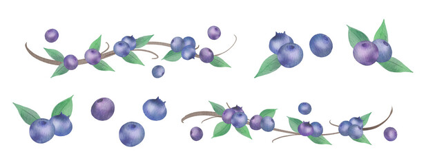 Naklejka premium Watercolor Blueberries and Leaves Decorative Elements - Transparent PNG Illustrations300dpi