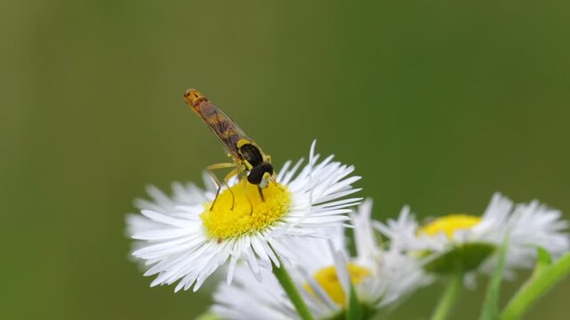A long hoverfly (Sphaerophoria scripta) among Annual fleabane, daisy fleabane or eastern daisy fleabane (Erigeron annuus) flowers, feeding on nectar, in slow motion.