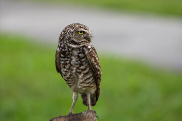 Fototapeta premium Burrowing Owl on post in the park
