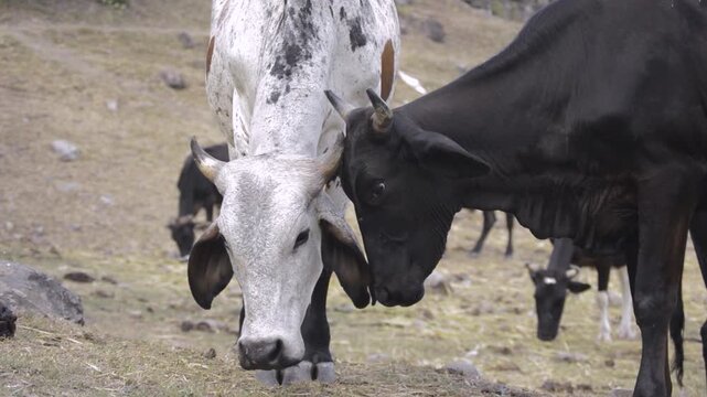 Cows Interacting in Natural Grazing Area
