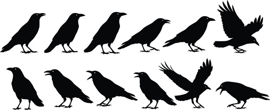 Raven silhouettes diverse poses and wing positions collection