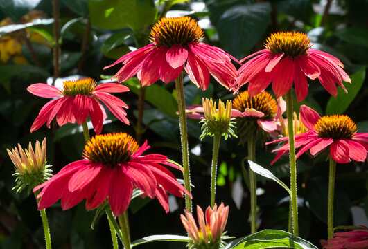 A Cluster of Red Coneflowers in Bright Sunlight