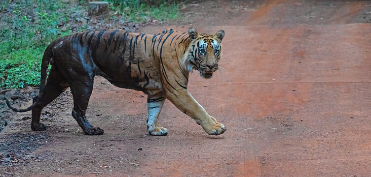 Bengal tiger walking on the forest road. Close up, selective focus
