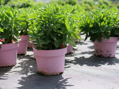  A close-up shot 
focusing on a single, healthy green 
sedum plant with serrated leaves 
5. Foto: P1101661.jpg
growing in a dusty pink plastic pot. The 
plant stands on a grey weed-barrier 
fabric amo