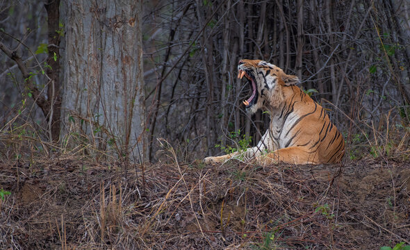Royal Bengal tiger resting and yawning in the jungle. Close up, selective focus.