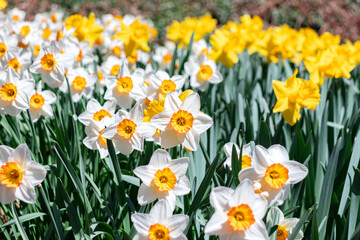 Fototapeta premium Narcissus tazetta (paperwhite, bunch-flowered daffodil) flower heads in nature field