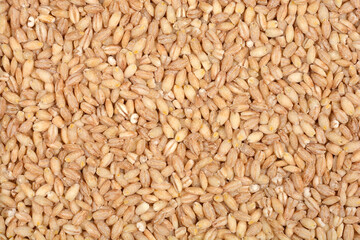 Fototapeta premium A close-up shot shows a dense pile of light brown pearl barley grains filling the frame